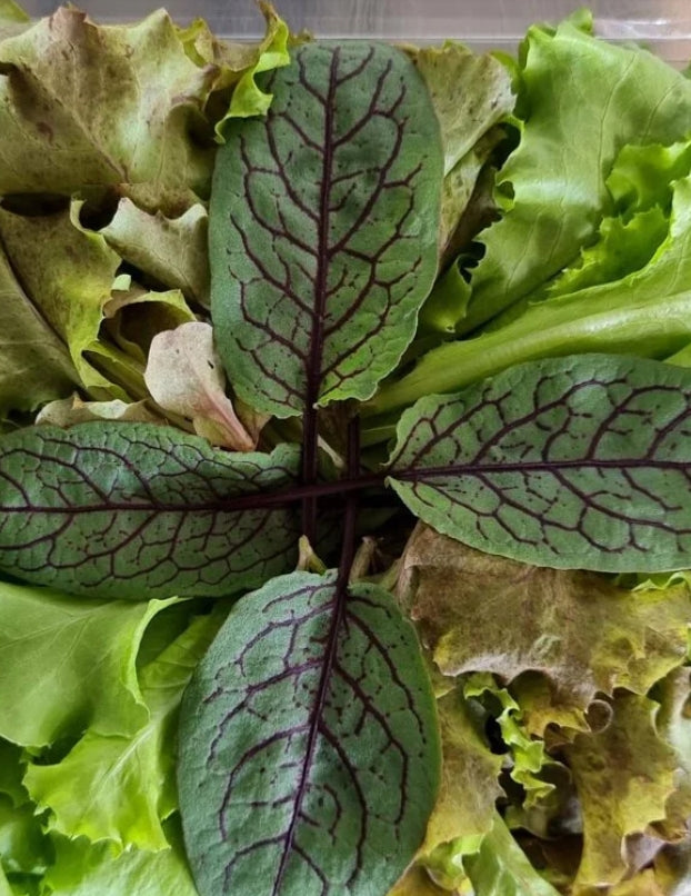 Fresh Baby Veg Lettuce (Vegetable Salad) Styro "SBMA ONLY" 150g/pack