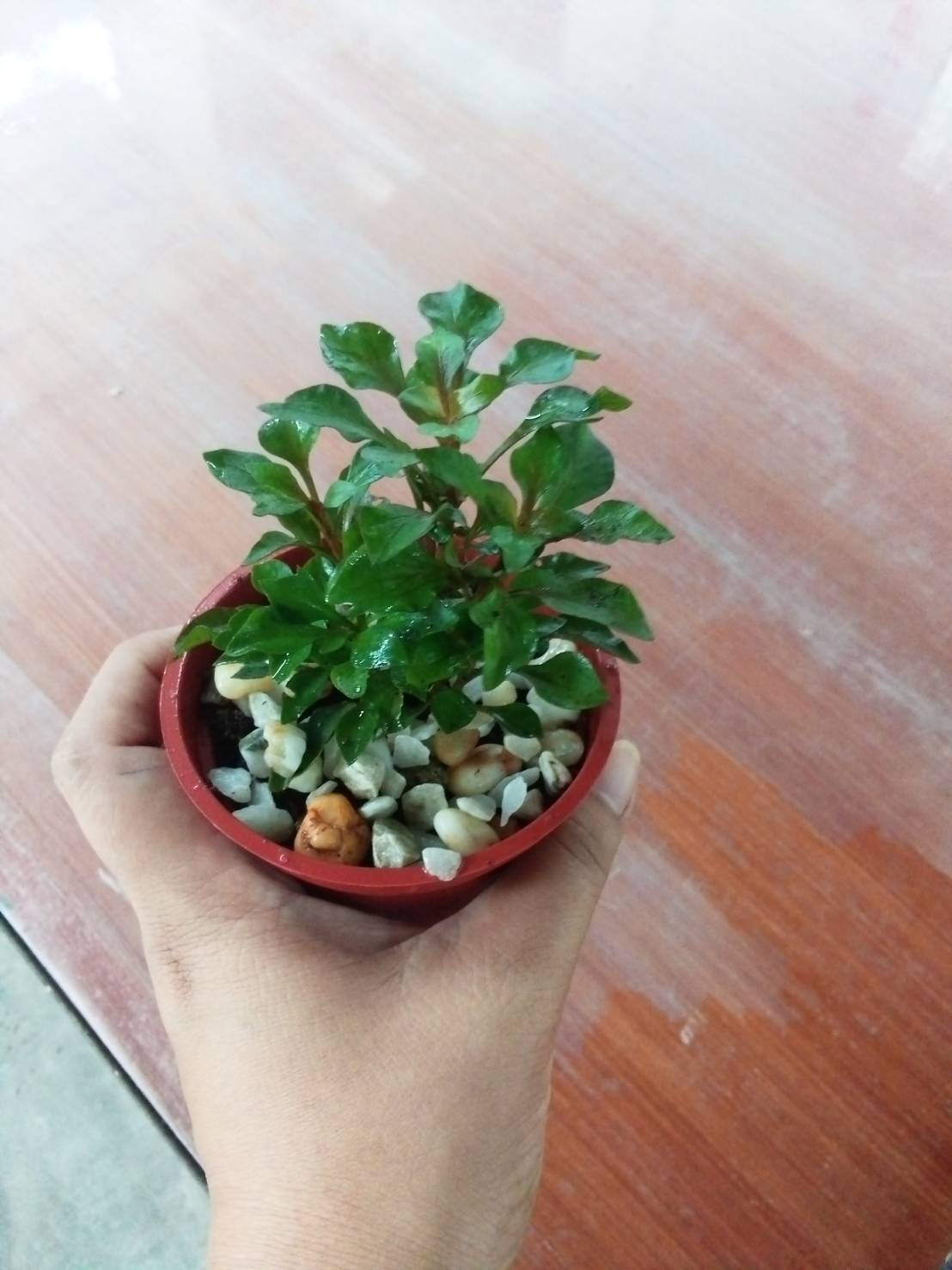 Kutsarita / Alternanthera Ornamental Plant