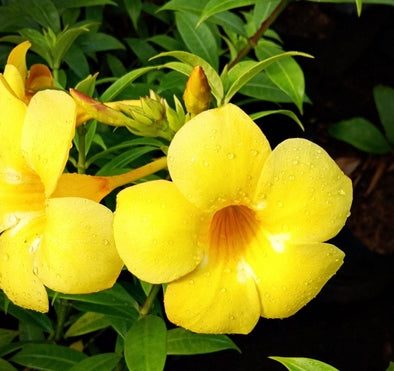 yellow bell flower seeds Yellow Bell Flower Seedling