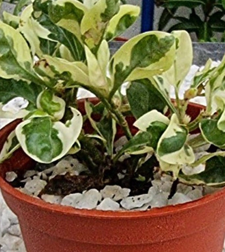 Kutsarita / Alternanthera Ornamental Plant