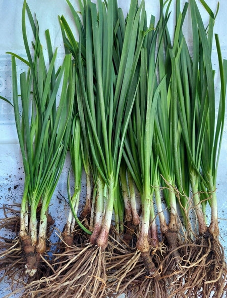 SUPER SALE !!!  CHIVES LIVE ROOTED SEEDLING (25pcs Rooted Seedling)