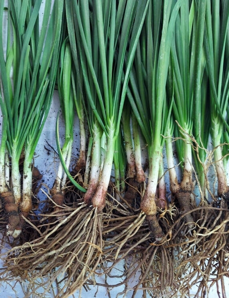 SUPER SALE !!!  CHIVES LIVE ROOTED SEEDLING