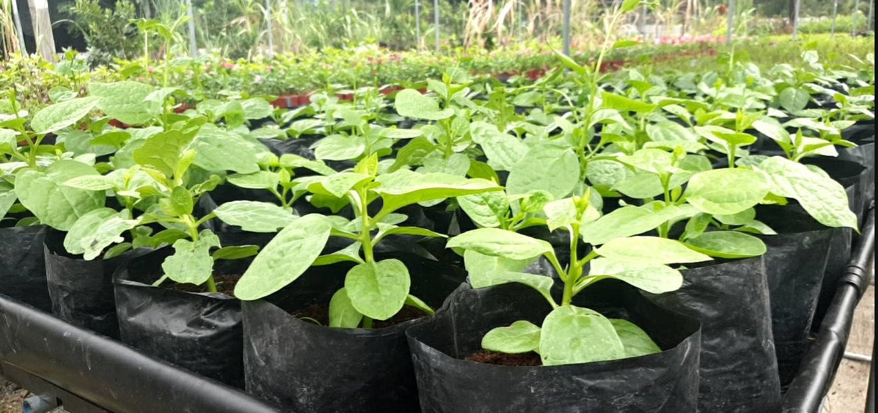 Ceylon Spinach Tops (Alugbati)