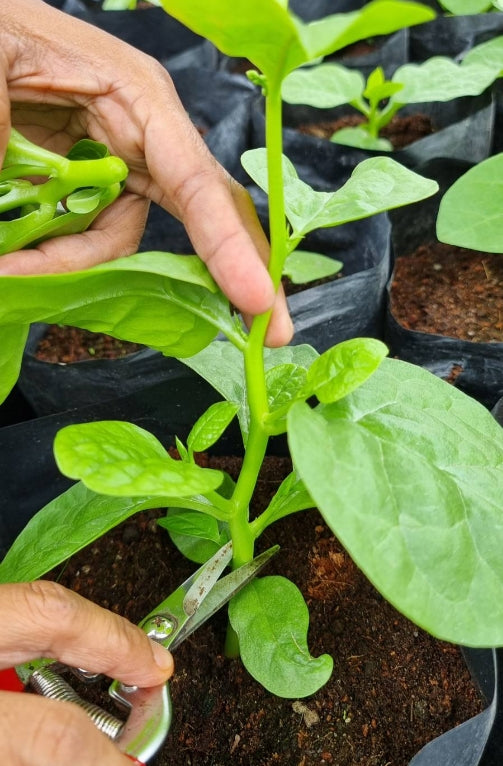 Ceylon Spinach Tops (Alugbati)