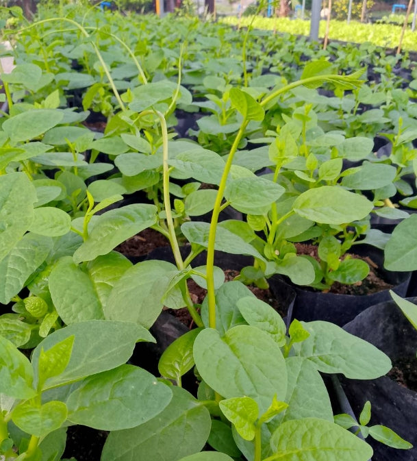 Ceylon Spinach Tops (Alugbati)