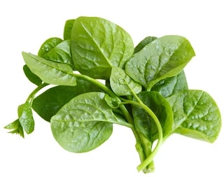 Ceylon Spinach Tops (Alugbati)