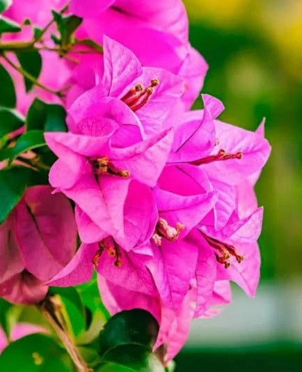Bougainvillea Flower Blaze – highlights its fiery, vibrant colors (Potted Flower Plant)