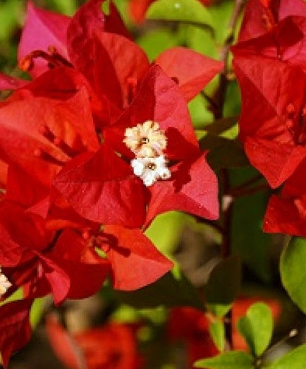 Bougainvillea Flower Blaze – highlights its fiery, vibrant colors (Potted Flower Plant)