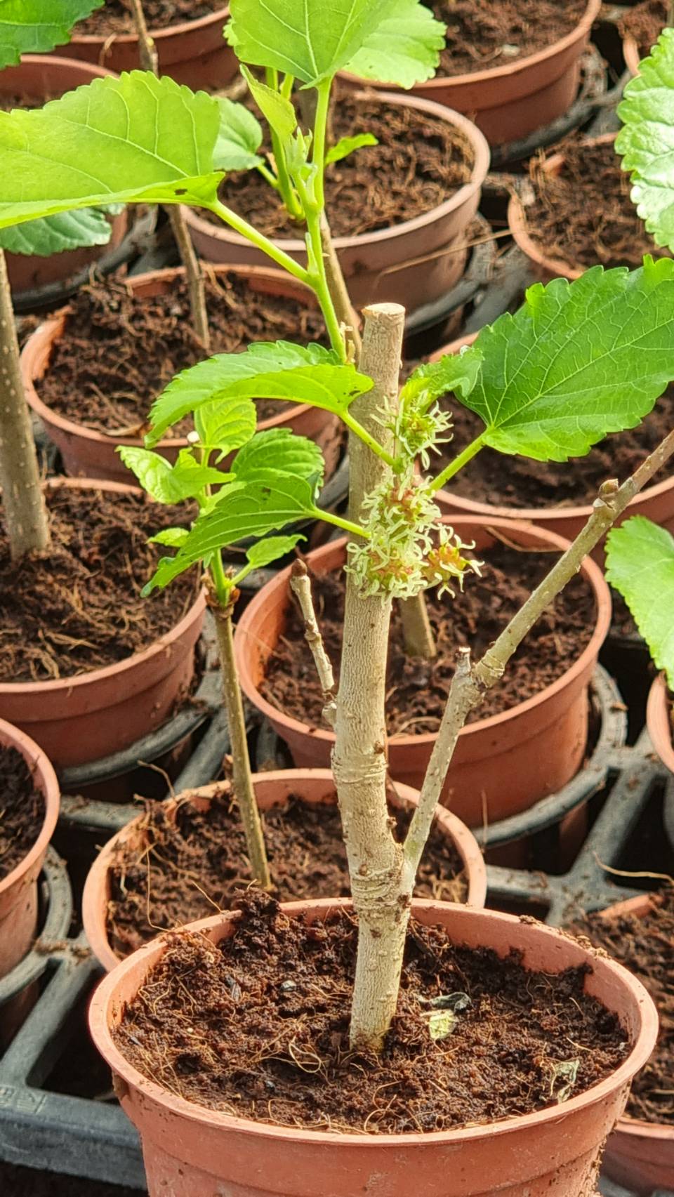 Live Rooted Mulberry Tree