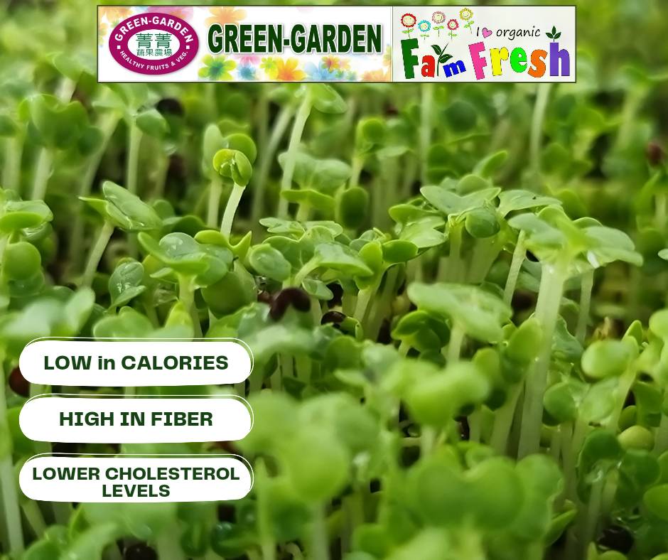 Vegetable Fresh Microgreen