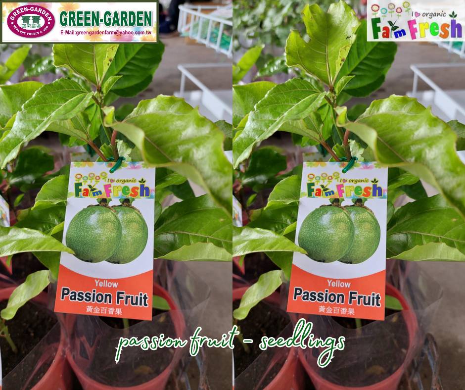 Live Rooted Passion Fruit