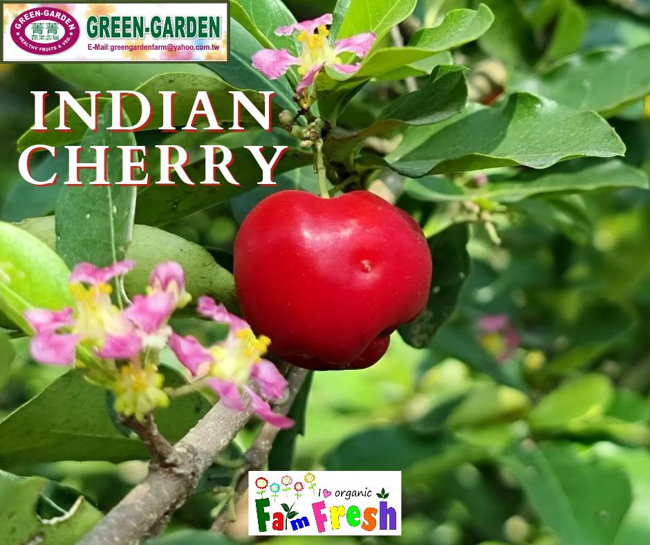Indian Cherry Potted Fruit Plant