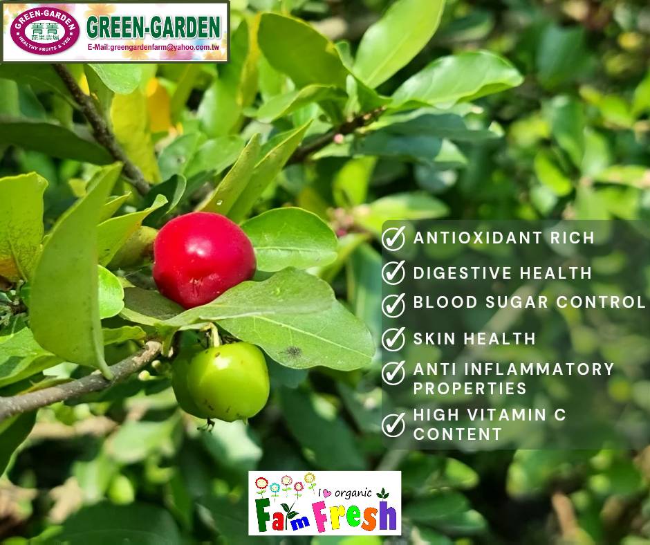Indian Cherry Potted Fruit Plant
