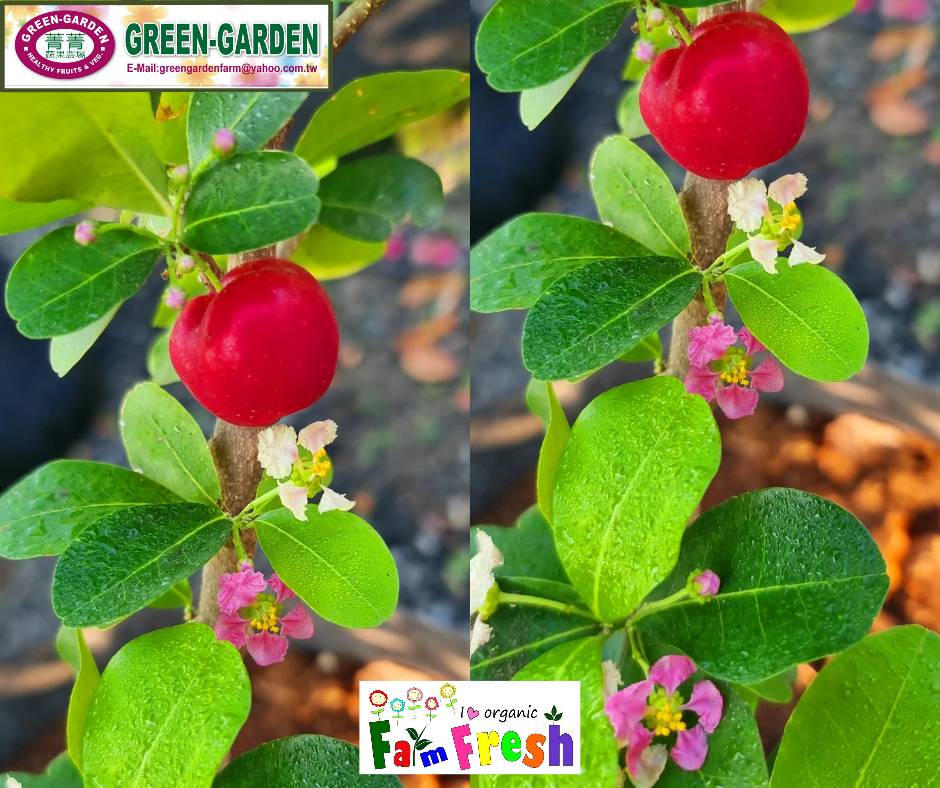Indian Cherry Potted Fruit Plant