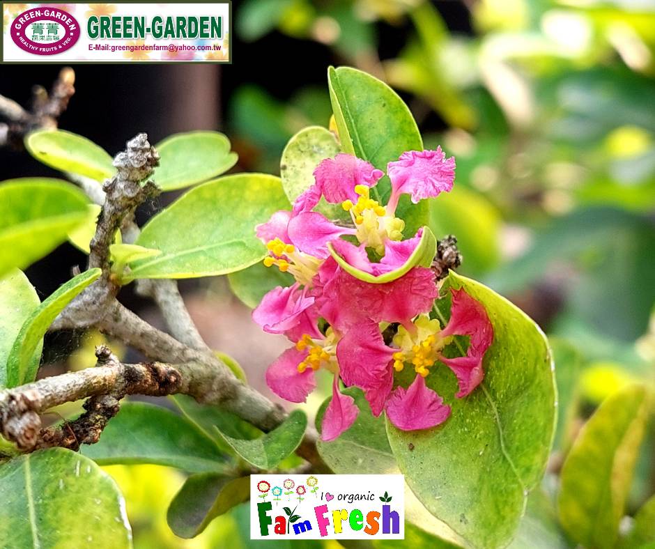 Indian Cherry Potted Fruit Plant