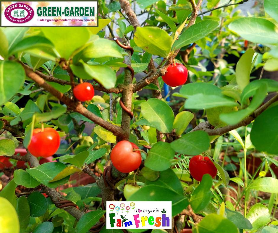 Indian Cherry Potted Fruit Plant