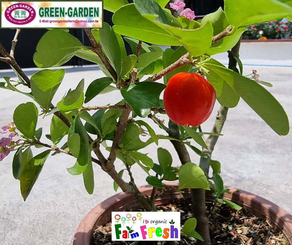 Indian Cherry Potted Fruit Plant