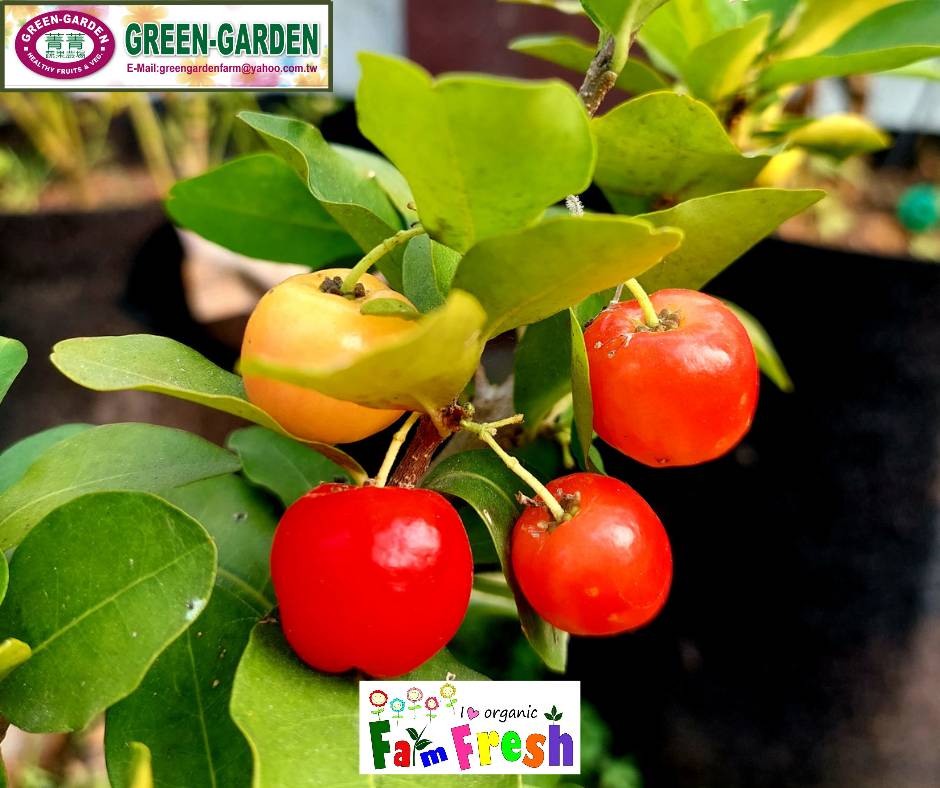 Indian Cherry Potted Fruit Plant
