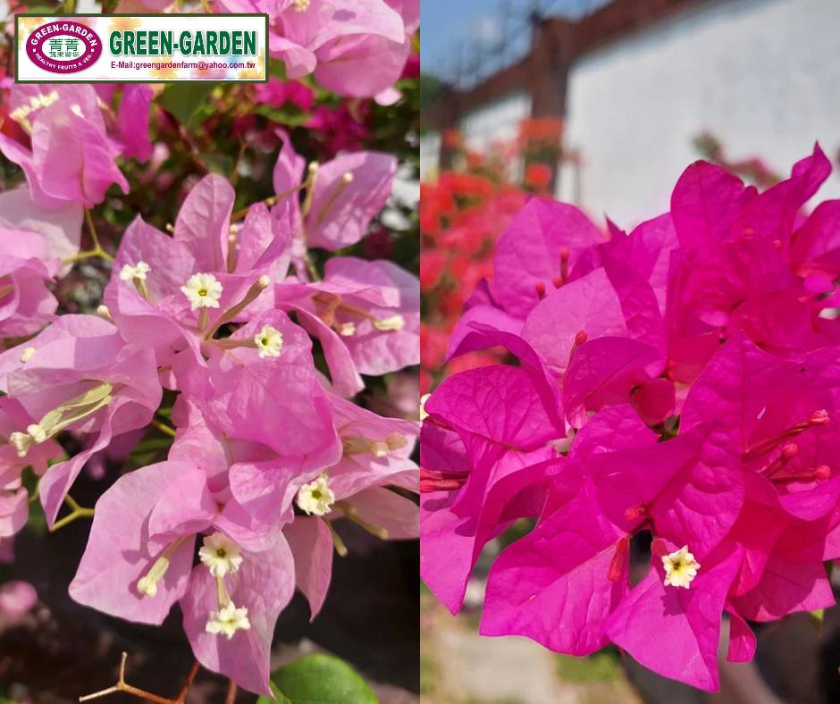 Bougainvillea Flower Blaze – highlights its fiery, vibrant colors (Potted Flower Plant)