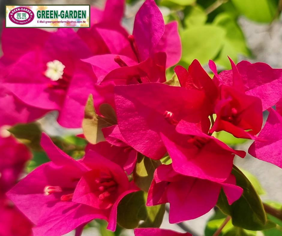 Bougainvillea Flower Blaze – highlights its fiery, vibrant colors (Potted Flower Plant)