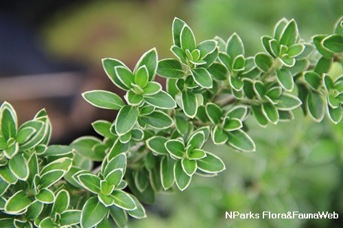 Serissa (Serissa japonica or Serissa foetida) Potted Plant