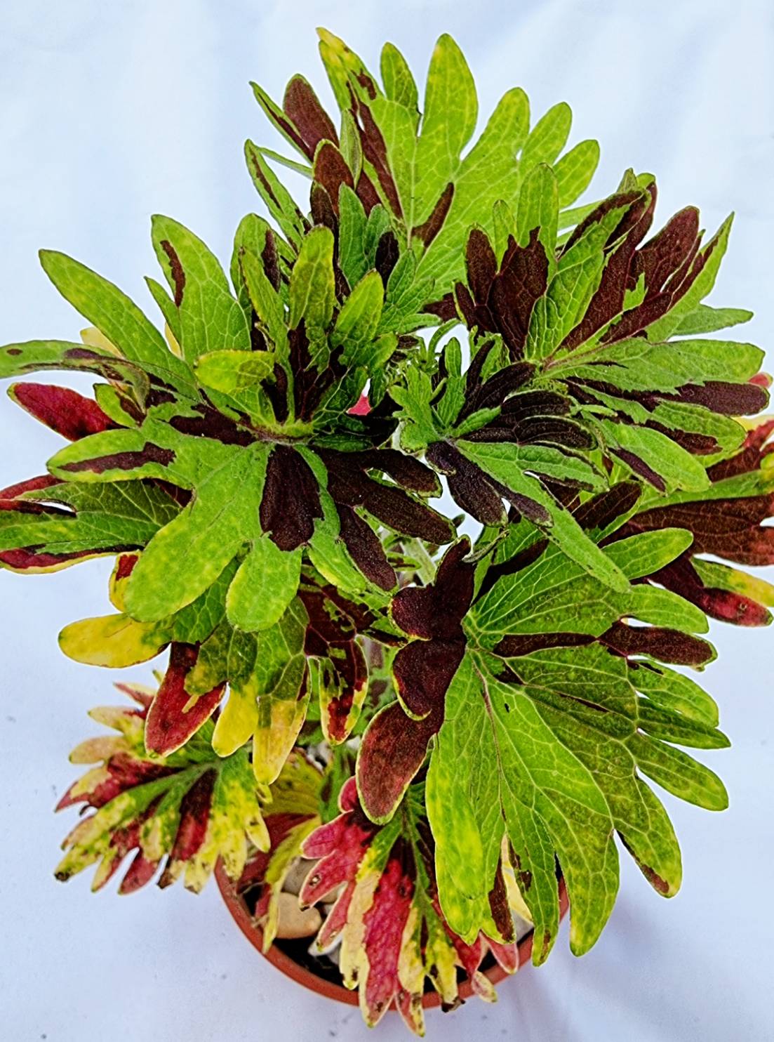 Coleus Ornamental Plant