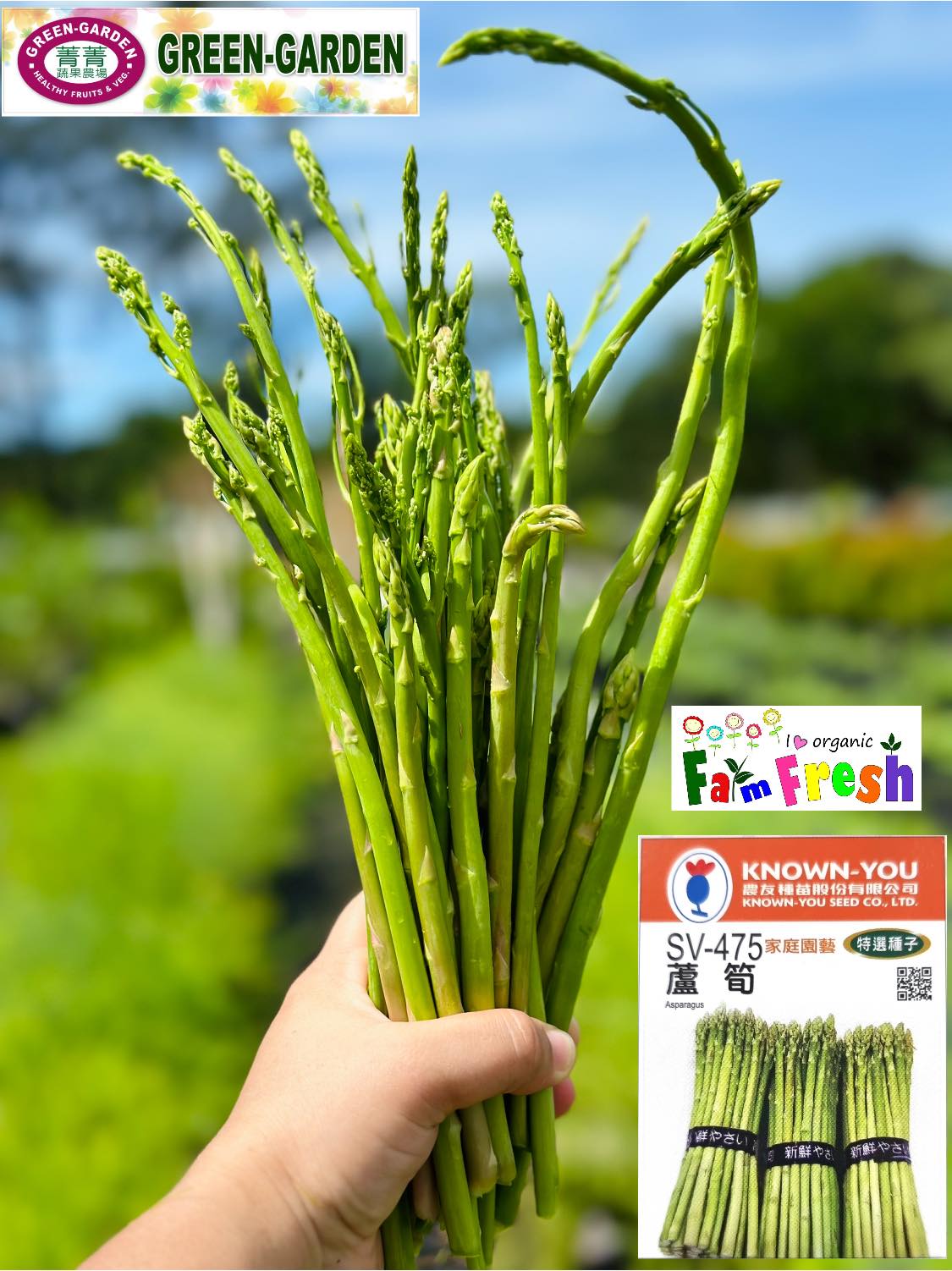 Asparagus Vegetable (Buy 1 take 1)  Live Rooted Plants