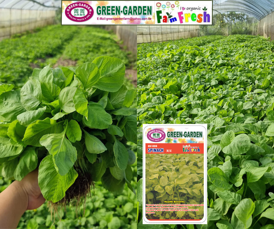 Green Garden Vegetable Seeds (GV-006 Spinach)