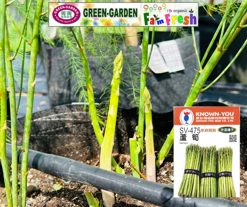 Asparagus Vegetable (Buy 1 take 1)  Live Rooted Plants
