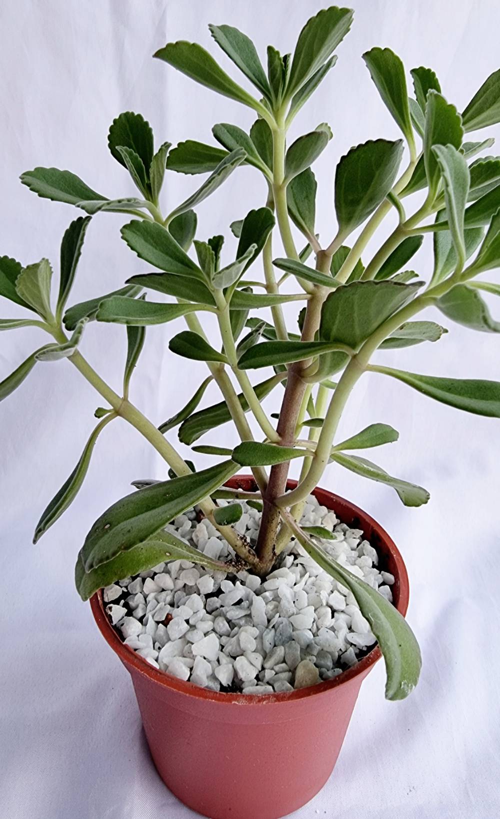Kalanchoe Ornamental Plant