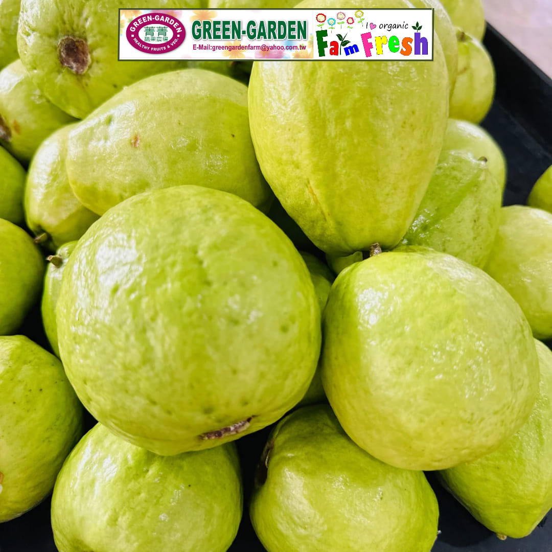 Fresh Taiwan Guava (1kg) "SBMA ONLY"