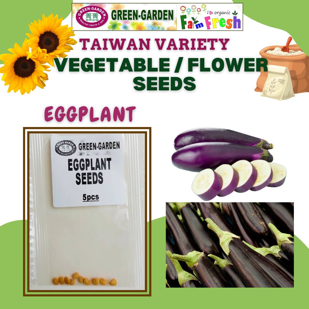 Eggplant Seeds (Talong-10pcs/pack)