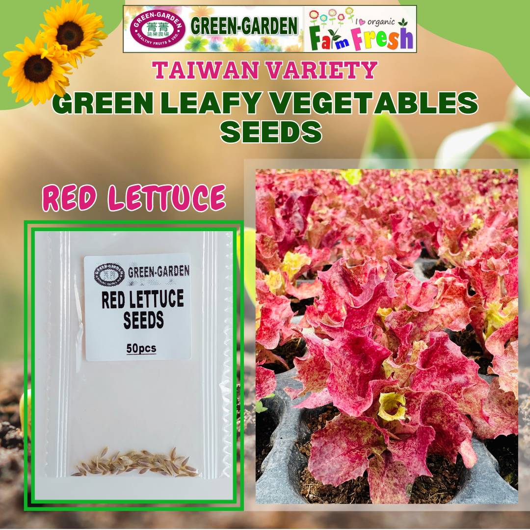 Red Lettuce (Taiwan Variety - 50pcs/pack)
