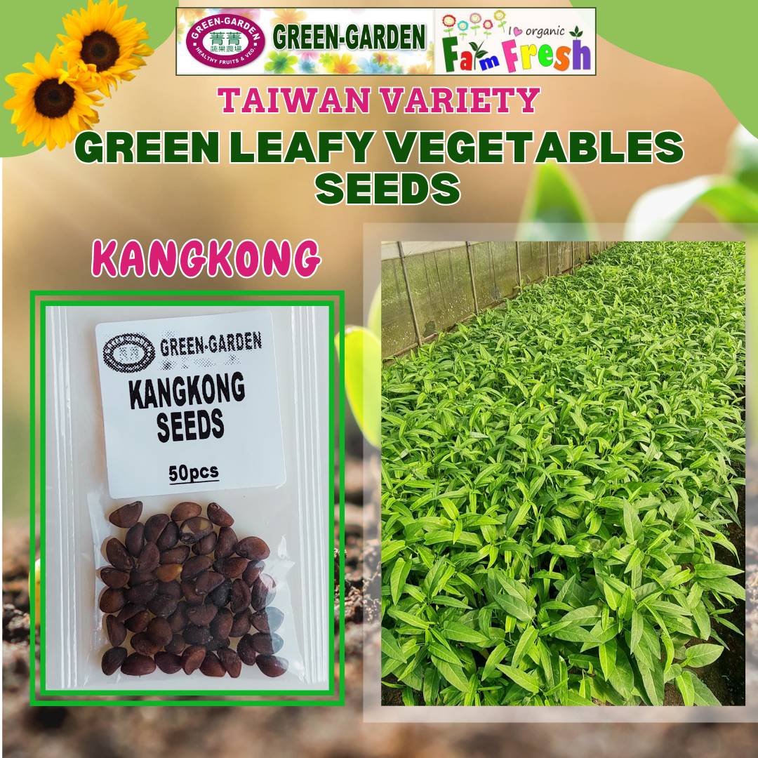 Kangkong Seeds (Taiwan Variety) 50pcs/pack