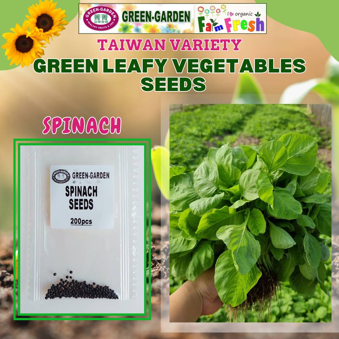 Spinach Seeds (Taiwan Variety) 200ps/pack
