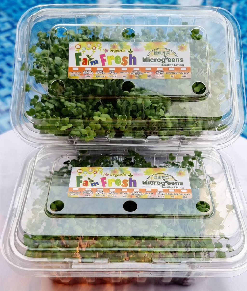 Microgreen Containers Vegetable Fresh Microgreen