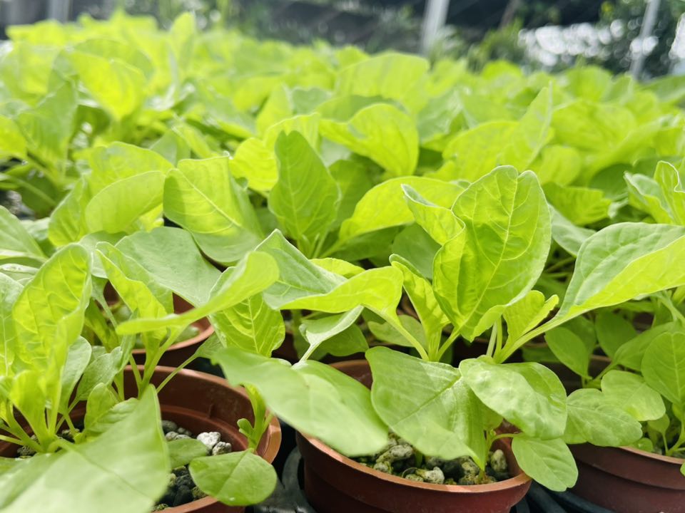 Fresh Vegetable Taiwan Spinach (200grams) "SBMA ONLY"