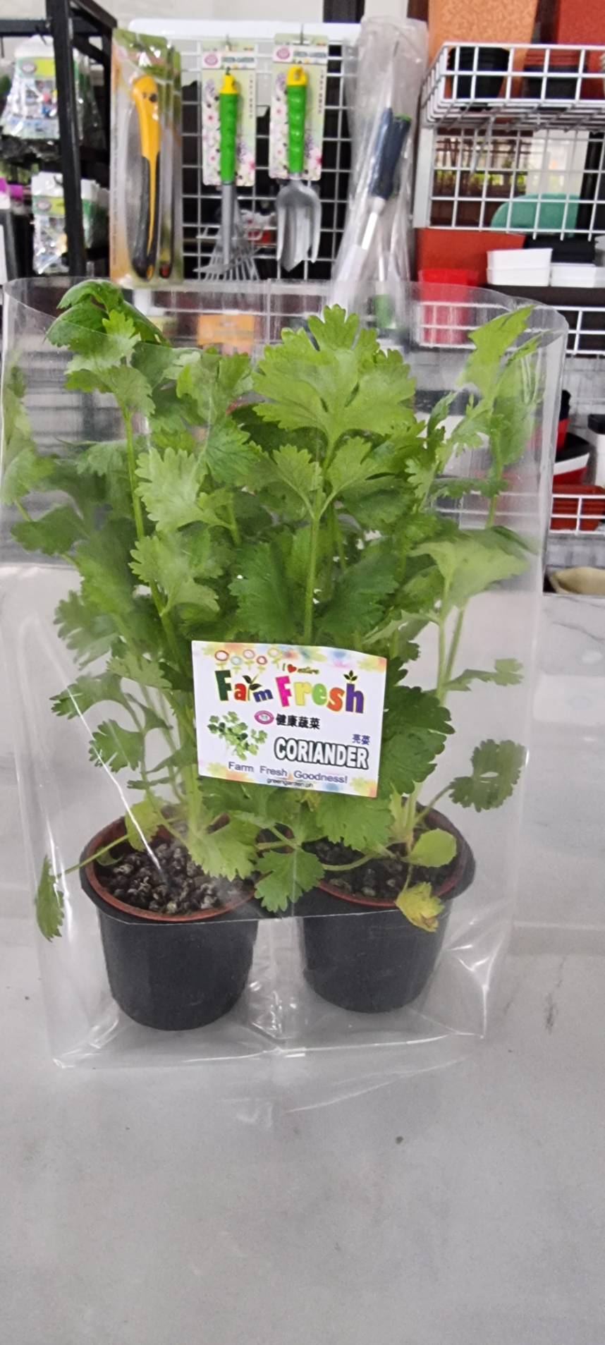 Fresh Coriander (Coriandrum sativum) in a pot
