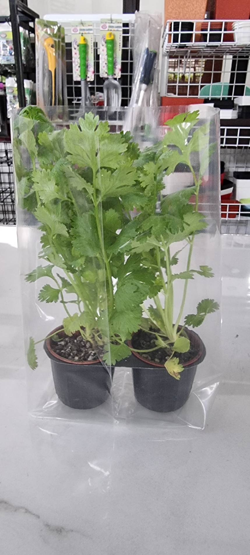 Fresh Coriander (Coriandrum sativum) in a pot