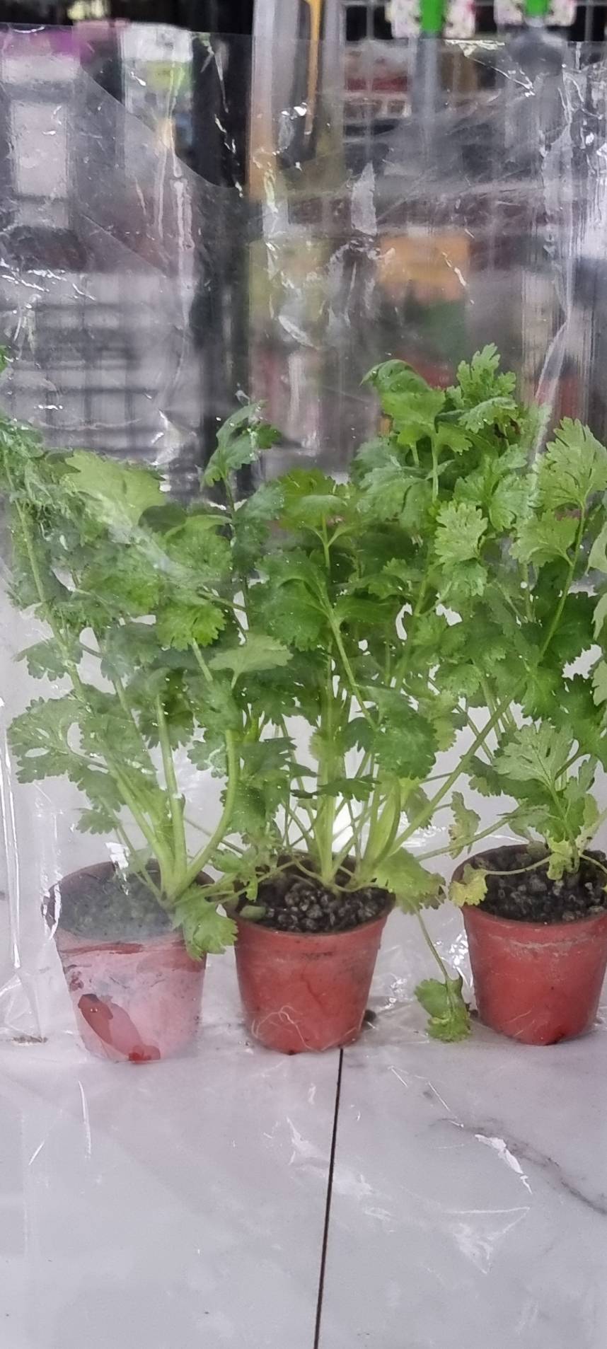 Fresh Coriander (Coriandrum sativum) in a pot