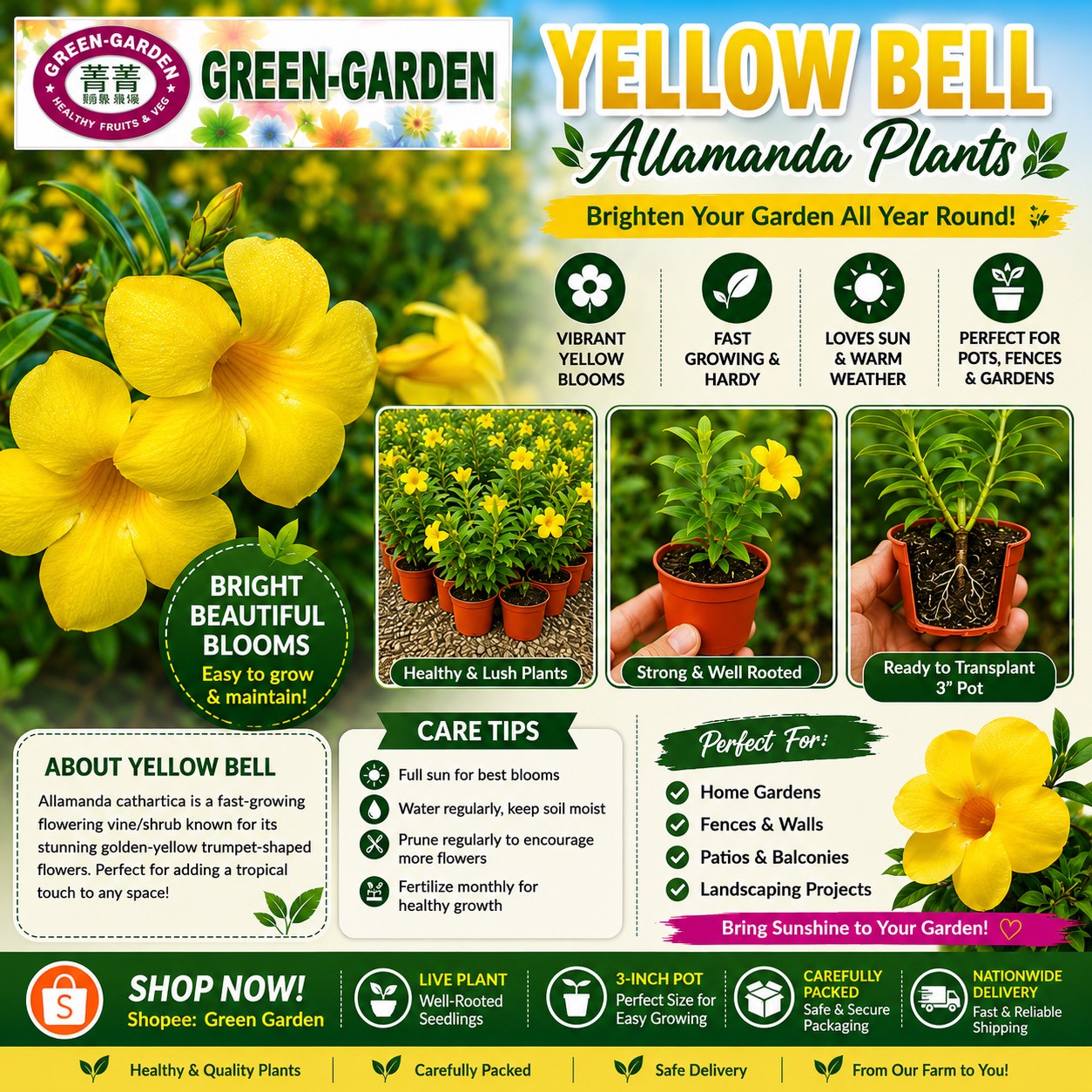 Yellow Bell Live Rooted  Plants