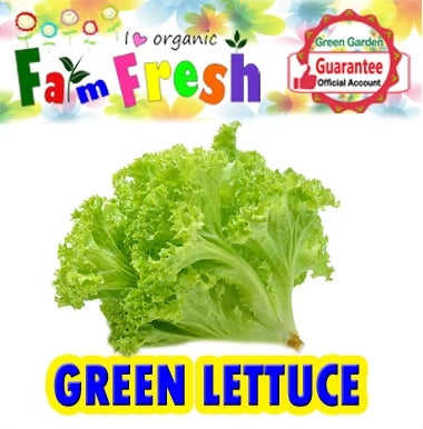 Green Lettuce (Taiwan Variety - 50pcs/pack)