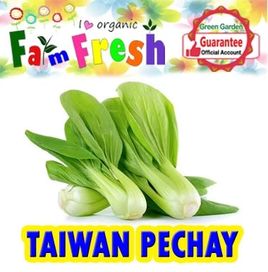 Taiwan Pechay (Taiwan Variety) 100pcs/pack