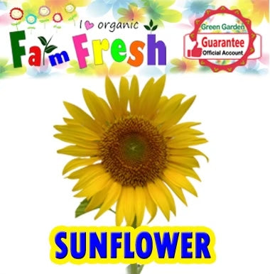 Sunflower Seeds (Taiwan Variety) 5pcs/pack