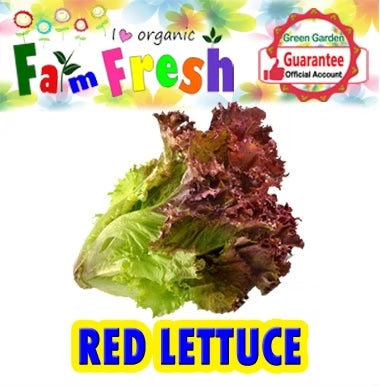 Red Lettuce (Taiwan Variety - 50pcs/pack)
