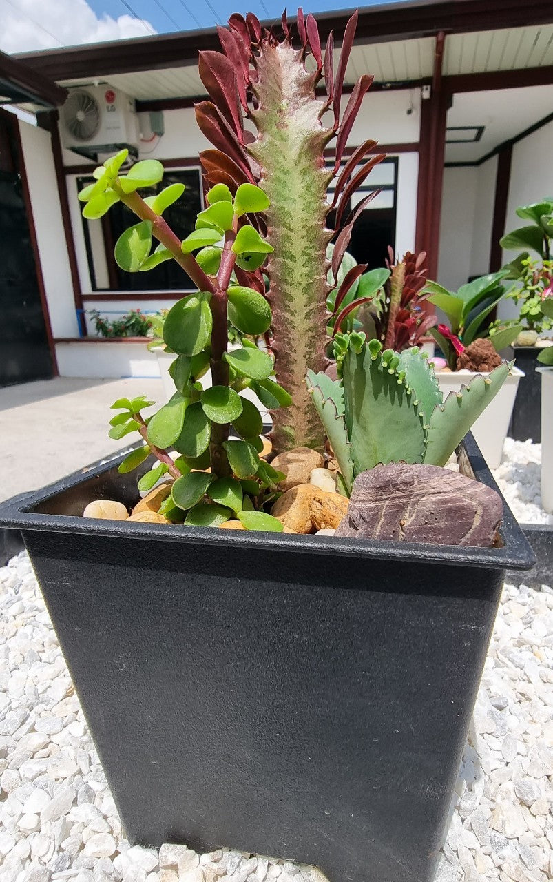 Taiwan Cactus / Jadelet / Mother Of Thousand Plants