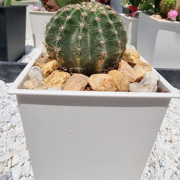 types of cactus in the philippines Cactus Plants