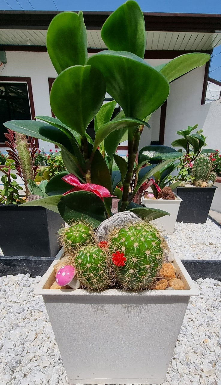 Peperomia and Cactus Plants