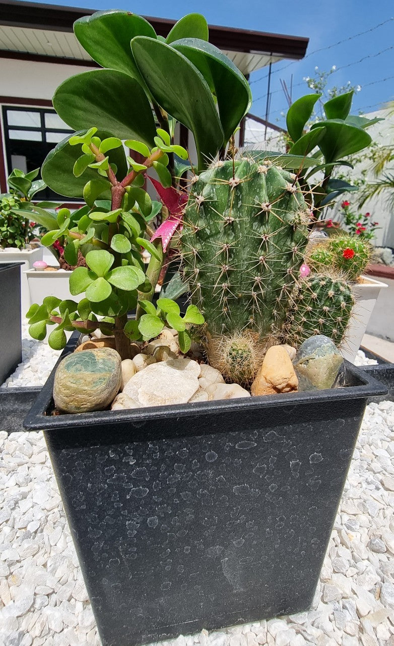 Peperomia / Cactus / Jadelet Plants