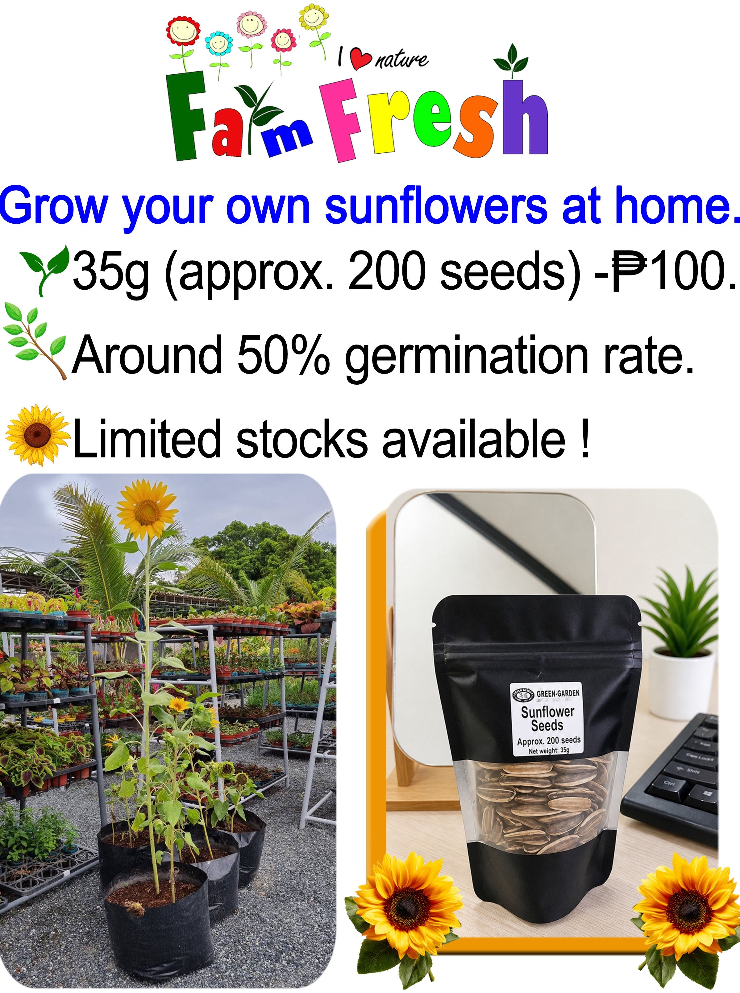 Sunflower Seeds – Grow Your Own at Home!